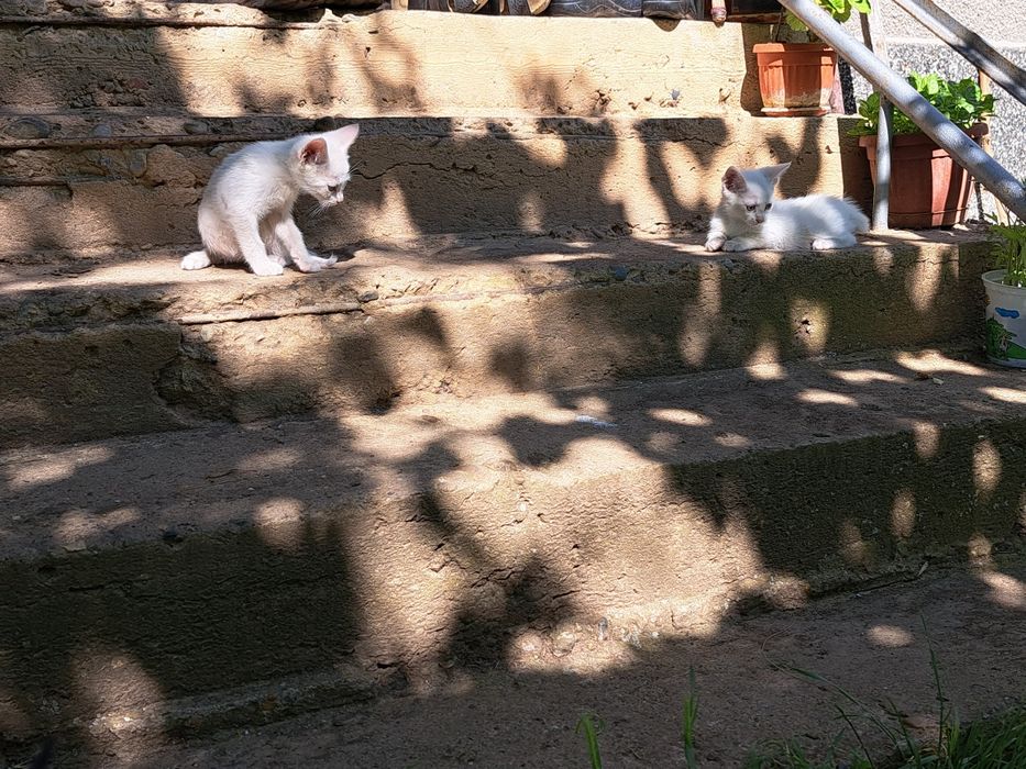 Подарявам малки котета