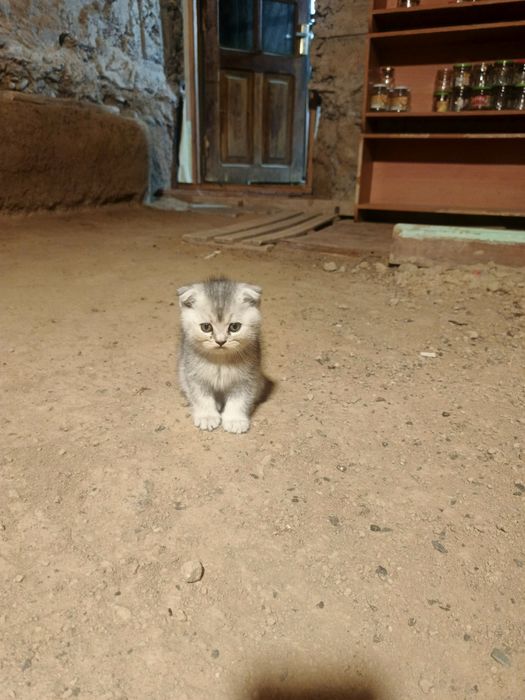 Mishug British chinchilla