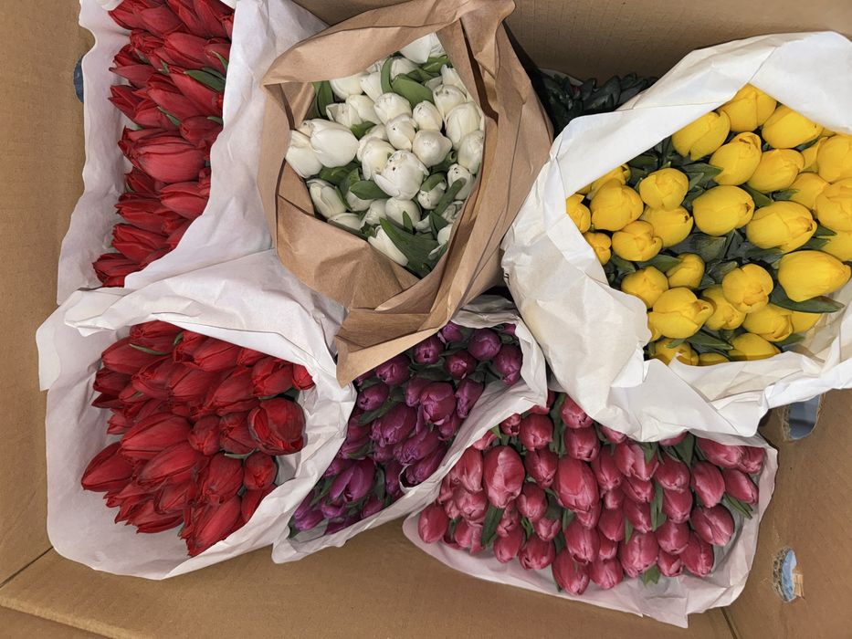 Тюльпаны 640 тг белоруссия