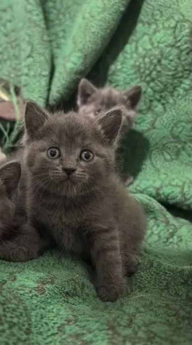 Котята мальчики и девочки цены от 20тыс и до 35тыс