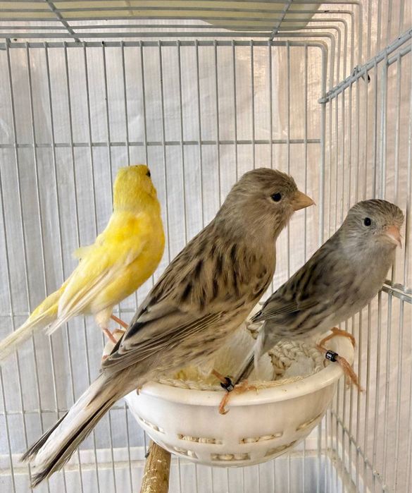 Kanareykalar sotiladi nar moda aralash