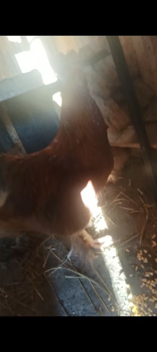 Oua pentru incubat motata olandeza ,Brakel , Austrolop și Brahma