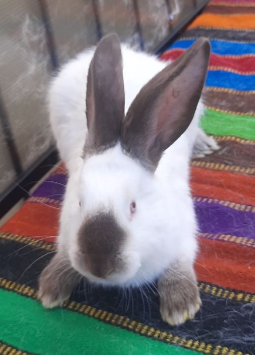 Femele Uriaș de Transilvania