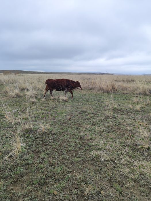 Коровы тайыншалар