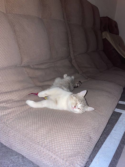 Кошечка Лапка 1 год