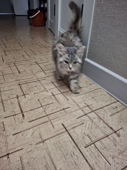 Котенок метис найден