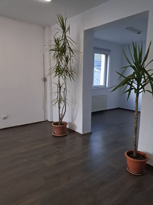 Vind doua plante ptr liwing