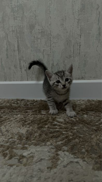 Котята возрастам 1 месяц