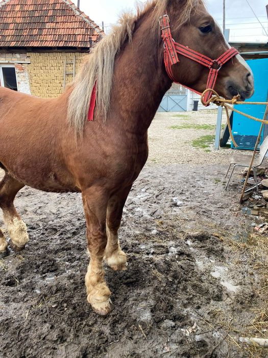 Harmasar de vinzare vistra 3 ani proba la fata locului  ,foarte cumint