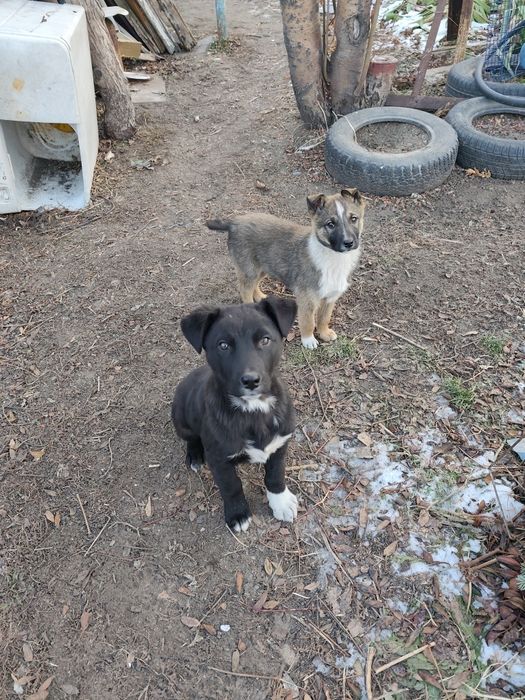 Отдадим щенят мальчики в добрые руки