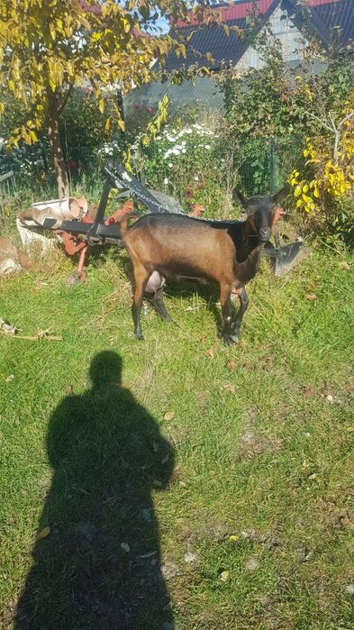 Disponibil țap alpin franceză de rasă pentru monta sau de vănzare ăn C