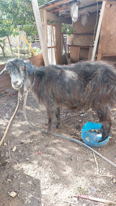 Ешкі лағымен сатылады СРОЧНО!