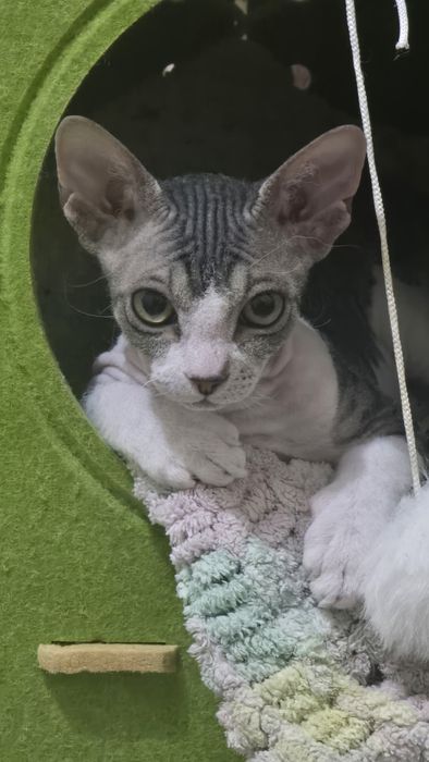 Кошечка канадский сфинкс