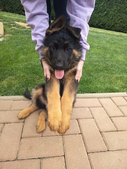 Ciobanesc german cu pedigree