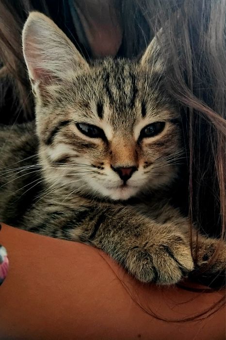 Мальчик в поисках дома