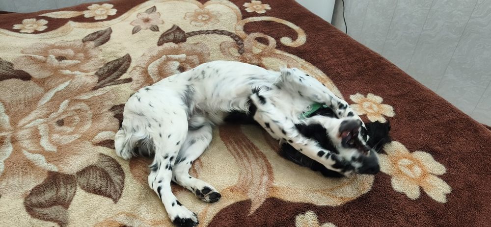 Кобель для вязки