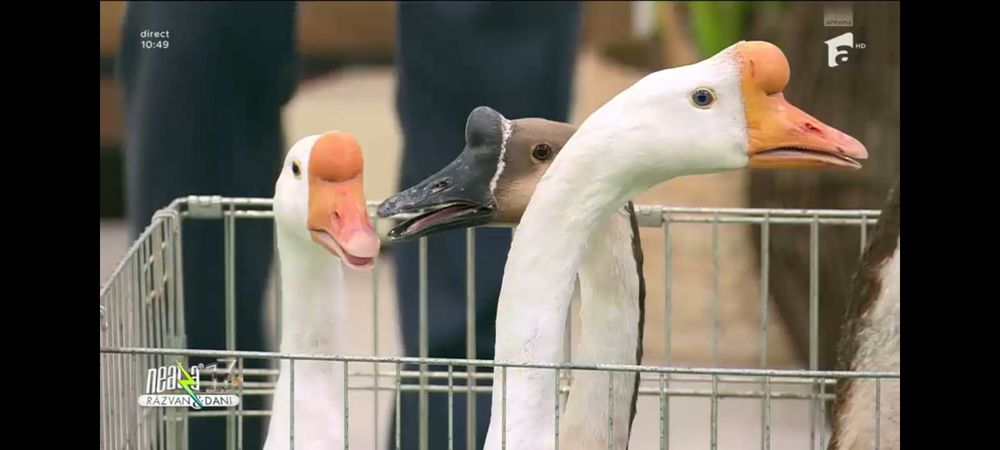 Gaste chinezesti albe rasa pura tineret