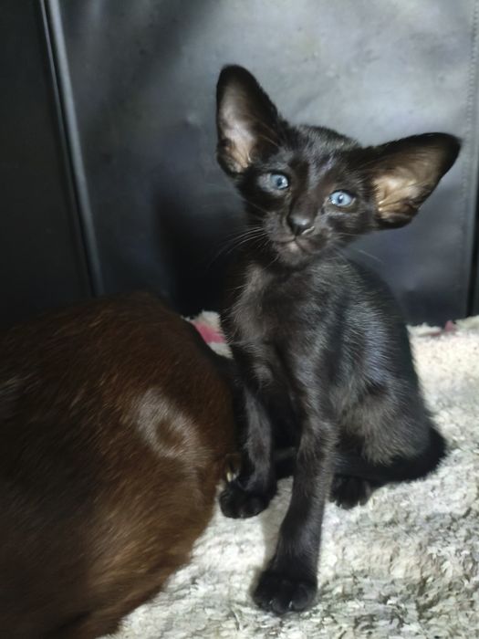 Ориентальные котята