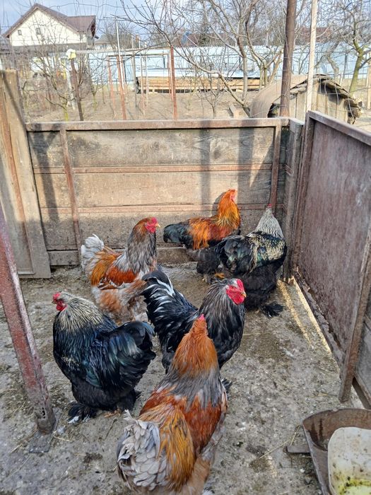 Schimb cocoși, cu rațe.