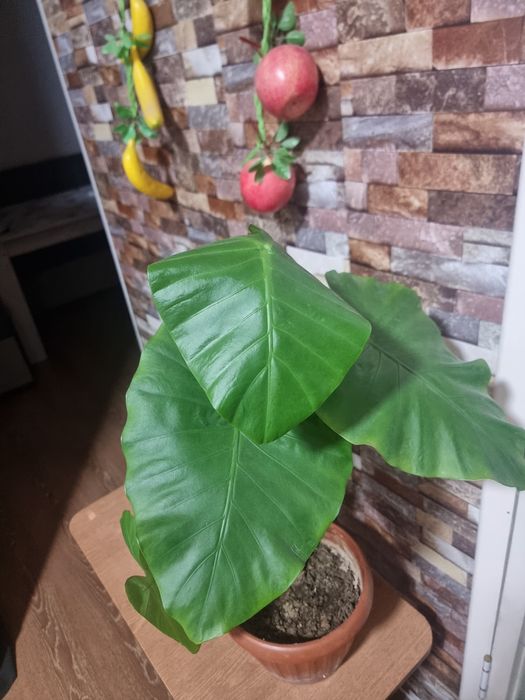 Большой АЛОКАЗИЯ комнатных цветок Katta Alokaziya guli