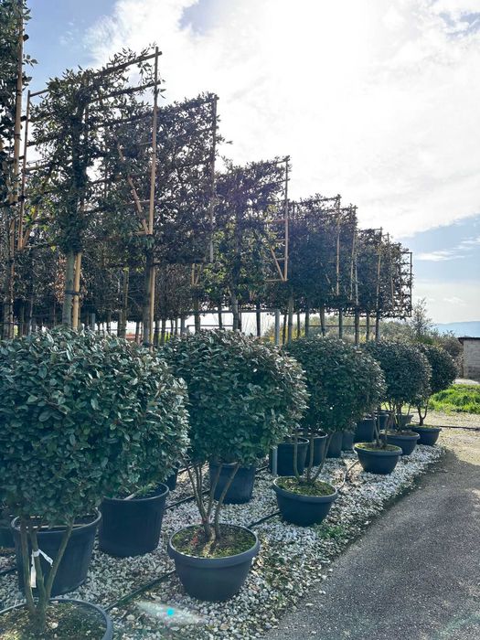 Plante Ornamentale pentru Spații Verzi Rezidențiale