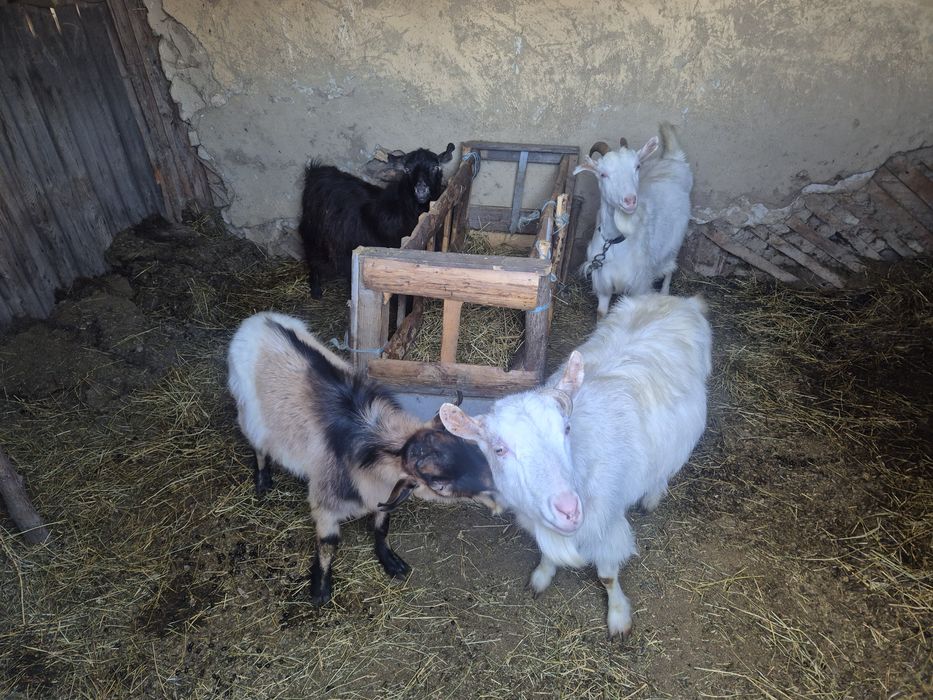 Vand 3 capre gestante si un tap