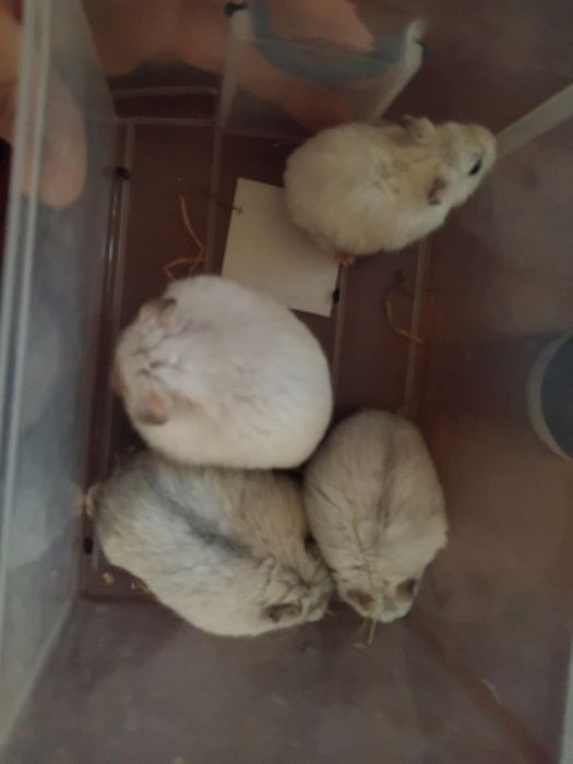 Hamsteri albi de vânzare si pui