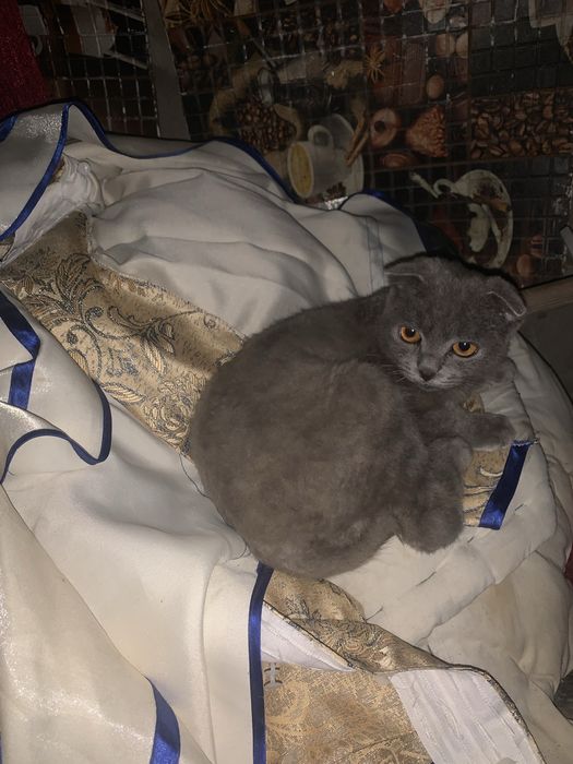 Шотланд мысык сатамын