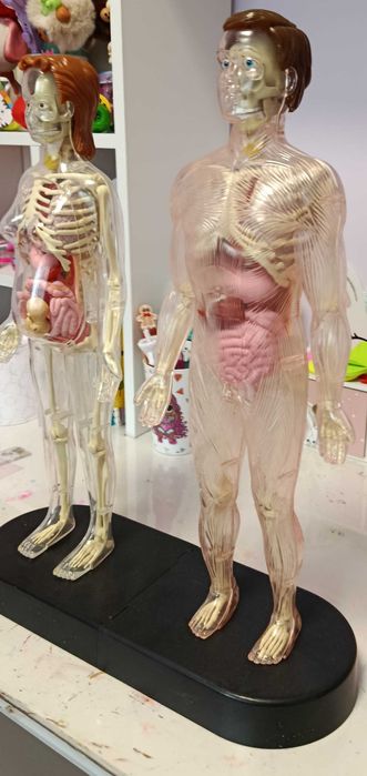 Анатомия на Човешко Тяло