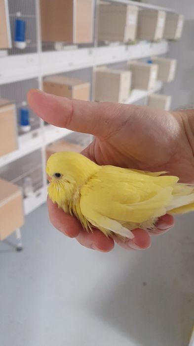 Perusi standard semi-standard si hagoromo pui si adulti