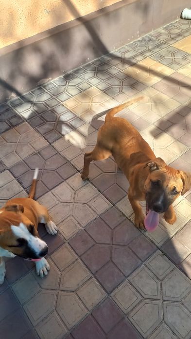 Щенки питбуль 4 месяца