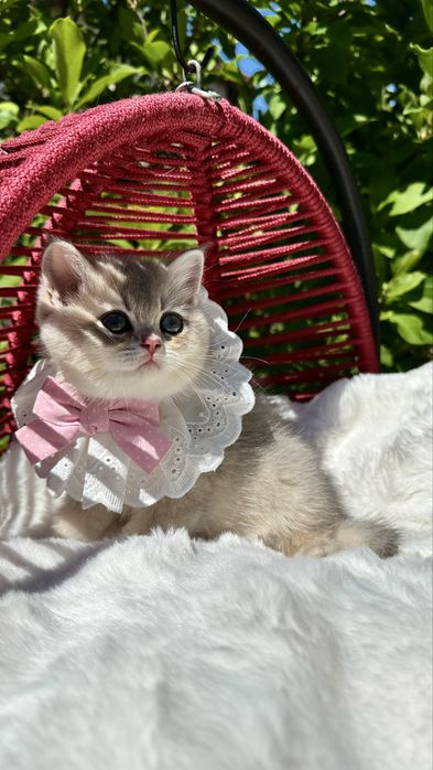 British Shorthair Chinchilla Blue Golden -  Fetita cu certificat pedigree