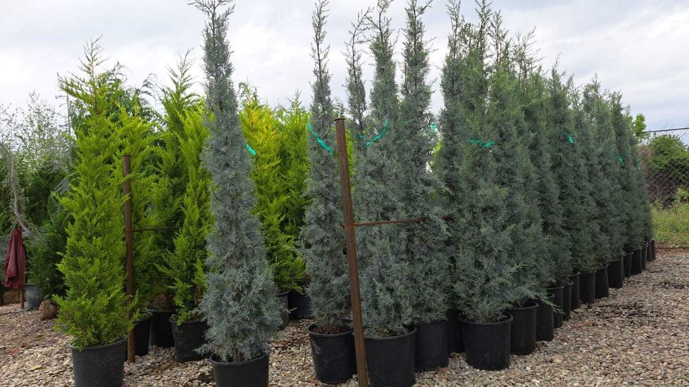 Leylandii cu Creștere Rapidă pentru Gard Viu Natural