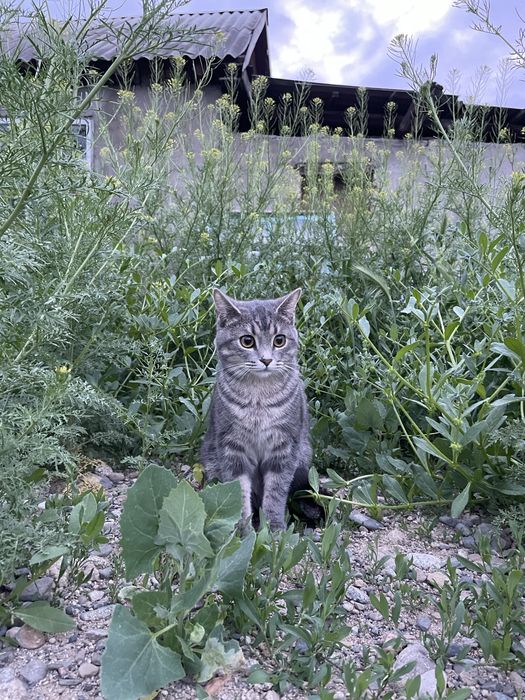 Пропала кошка. Просьба вернуть