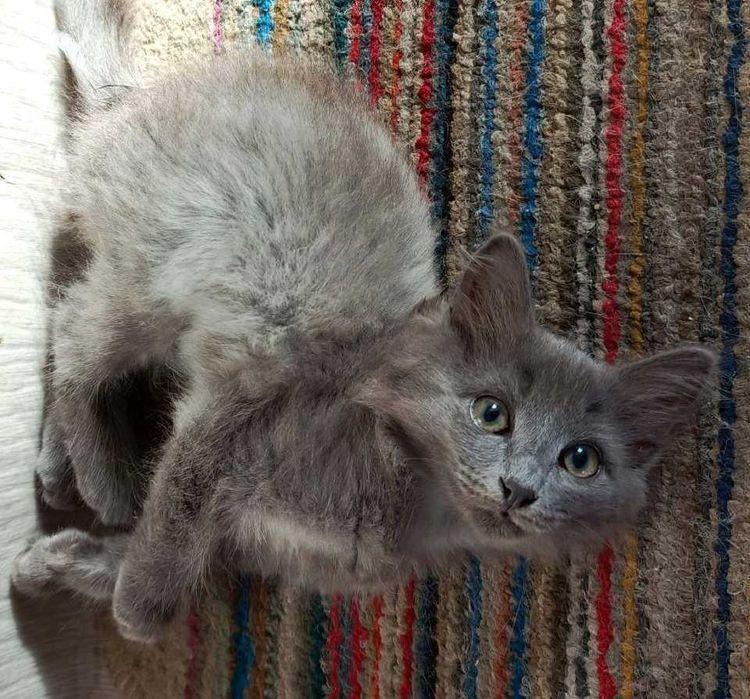 Кошечка в добрые руки