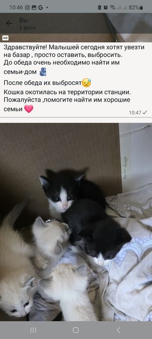 Котята, в хорошие , добрые руки даром