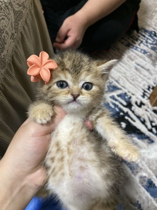 Sankt-Peterburgda porno qizlarni juftlik bilan suratga olishadi.