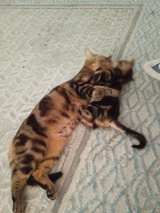 Мать с ребенком британ - бенгал