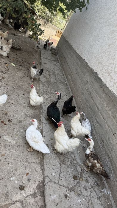 Продам курей и индоуток