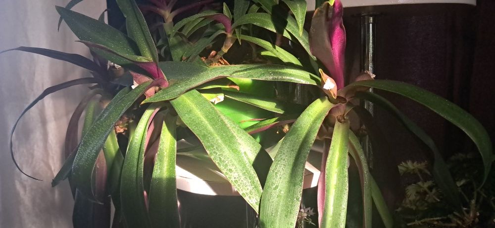 Традесканция Рэо