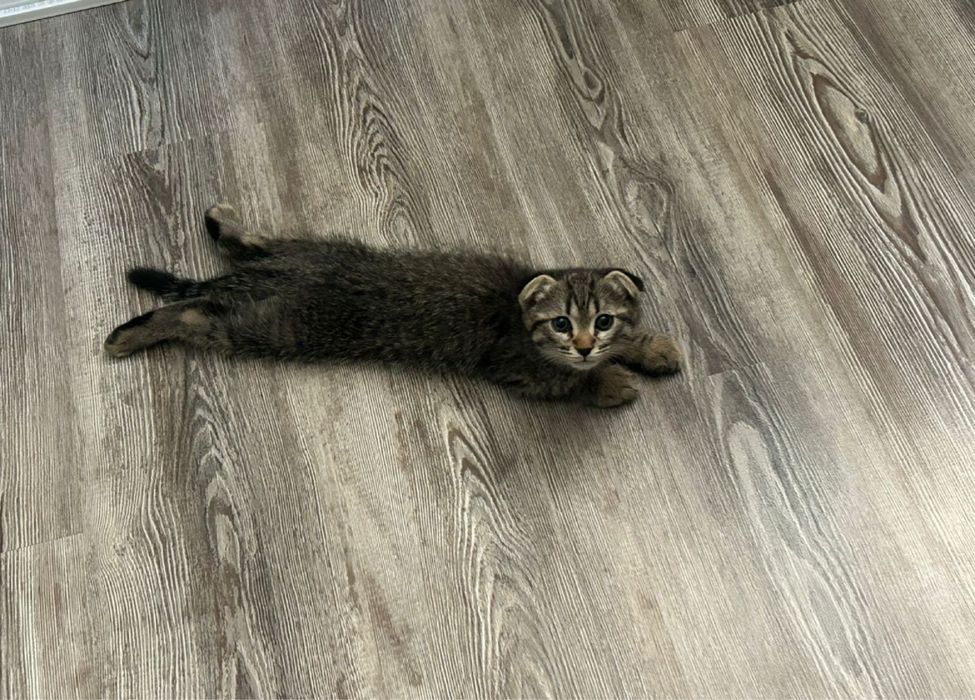 Передержка кошек