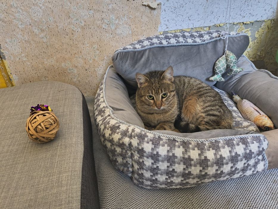 Мими търси любящ и отговорен дом.