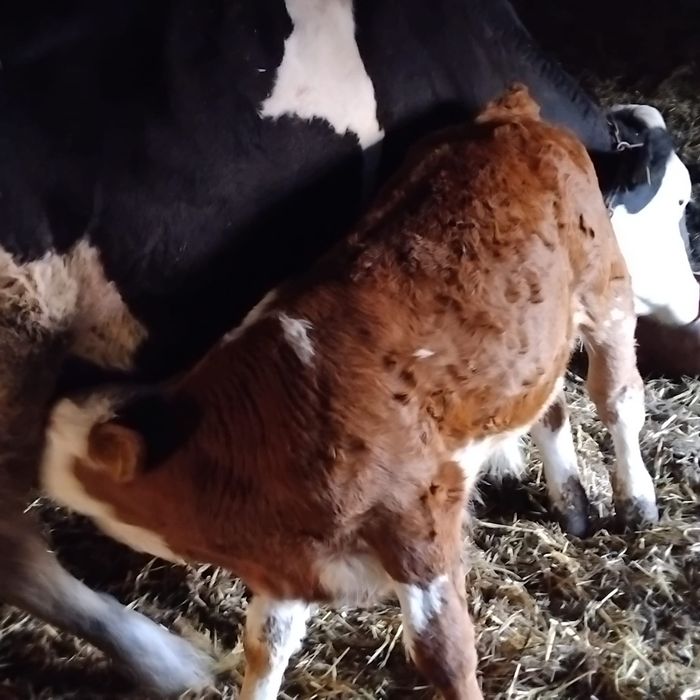 Vând o vaca de 5 ani