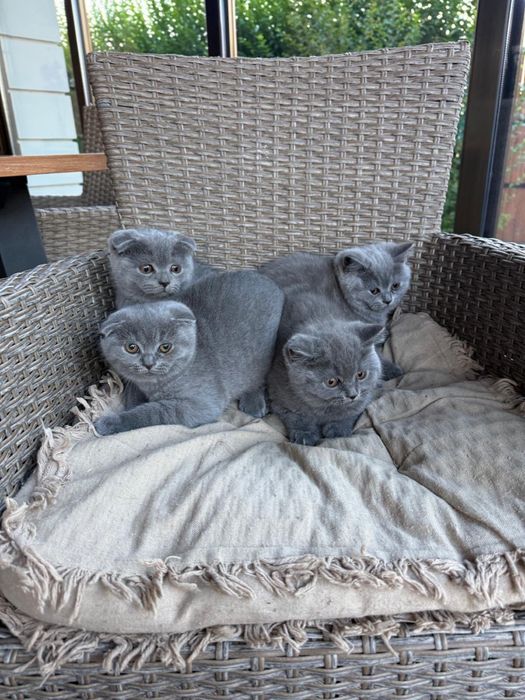 Британски котенца