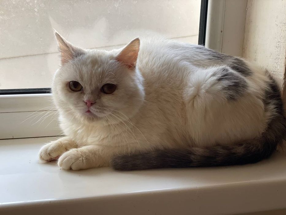 Красавец скоттиш-страйт