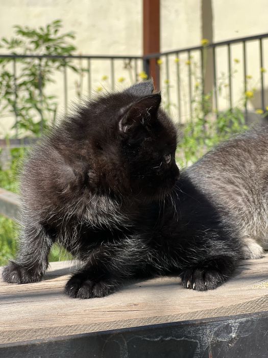 Котята 3 мальчика