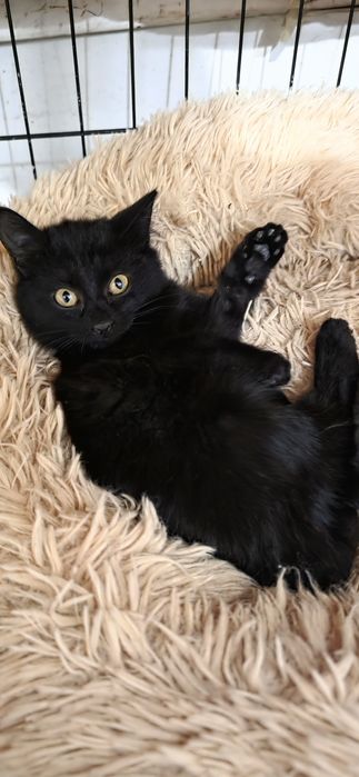 Отдам в добрые руки!