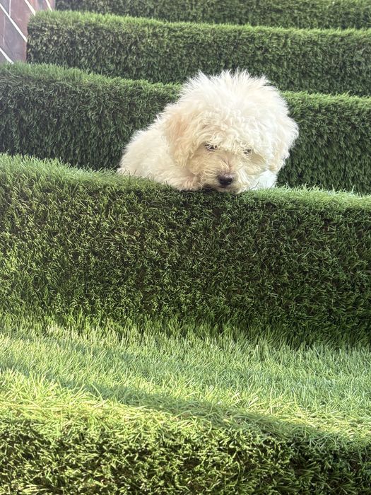 Maltipoo mini toy