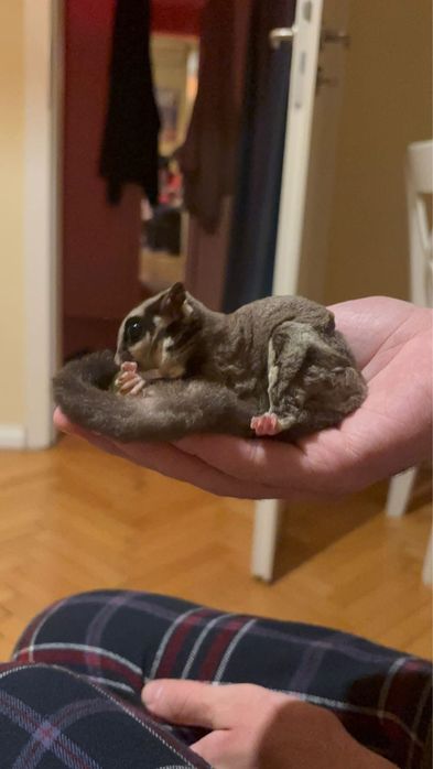 Veverita zburatoare sugar glider
