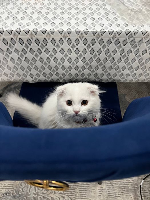 Scottish strayt mushukcha